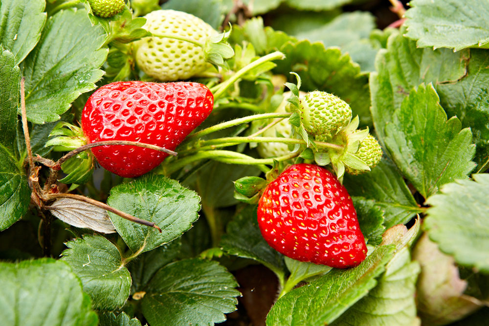 Canada’s organic produce and its source