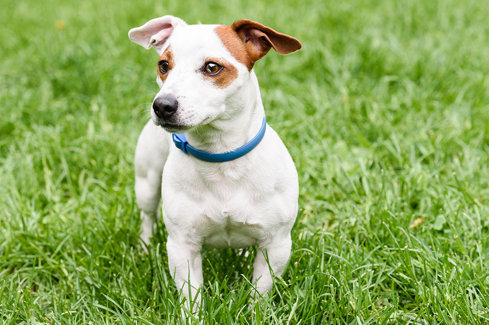 Top 5 flea collars to keep your dog pest-free